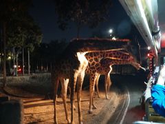 -清迈夜间动物园