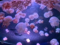 -无锡海洋馆