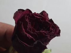 -维乐口腔医院(星海湾分院)