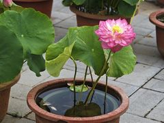 -莲花池公园