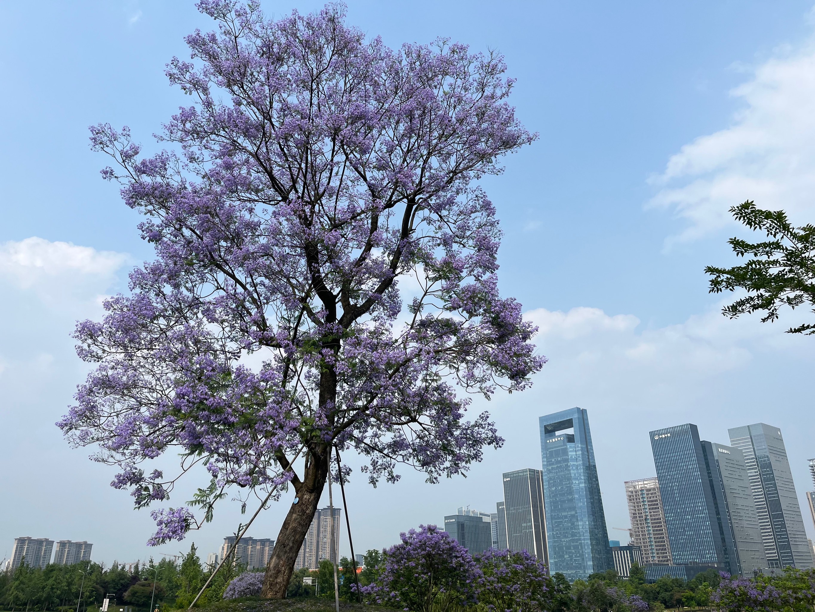 自贡蓝花楹图片