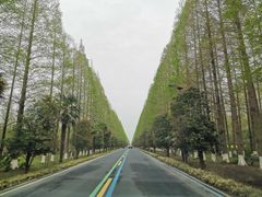 -黄海国家森林公园