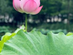 -陈家山荷花公园