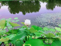 -东郊湿地公园