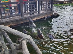 -华夏文旅海洋公园