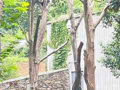 -卧龙中华大熊猫苑神树坪基地