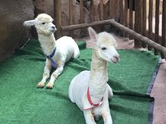 -杭州开元森泊度假乐园