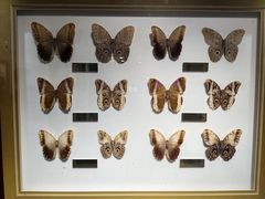 -上海昆虫博物馆