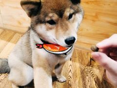 -柴务处·柴犬主题狗咖