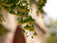 -北京石刻艺术博物馆(五塔寺)