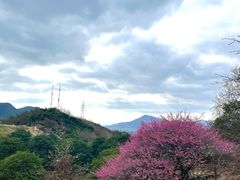 -新建村梅花