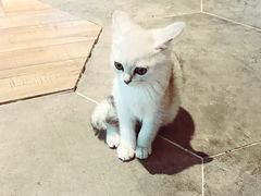 -甜品星球