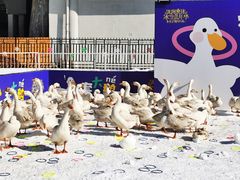 -沈阳奥体冰雪嘉年华
