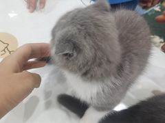 -佑安动物医院·全科·内窥镜中心(幸福巷店)