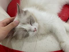 -Bastet sally猫舍购宠(静安店)
