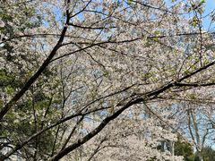 -武汉大学-樱园