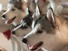 -Husky Go! 哈士奇体验馆·宠物咖啡厅狗咖