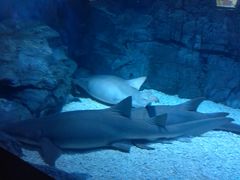 -烟台海昌鲸鲨海洋公园