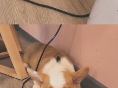 -浣熊柯尔鸭土拨鼠·电玩咖