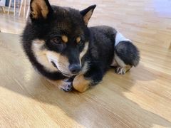 -柴犬小屋·柴餐厅·狗咖食堂(金鼎广场店)