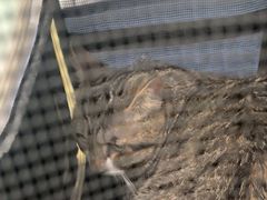 -纳吉亚猫专科动物医院·北北分院