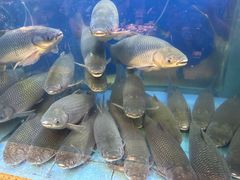 -淘米捞·米汤脆鲩鱼火锅(福田皇岗店)