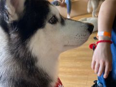 -Husky Go! 哈士奇体验馆·宠物咖啡厅狗咖