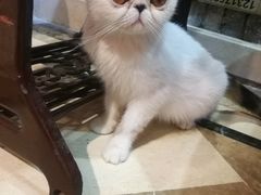 -猫色咖啡·猫咖