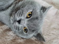 -东方名猫馆·英短金渐层布偶猫舍(环线广场1号楼店)