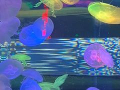 -太平洋海底世界