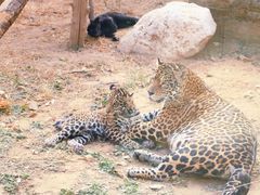 -北京野生动物园