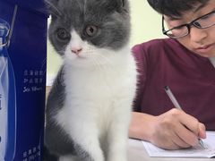 -瑞鹏宠物医院·猫科·宠保定点(梅溪湖分院)
