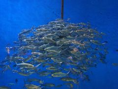 -成都浩海立方海洋公园