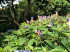 -深圳仙湖植物园-停车场