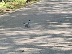 -北陵公园