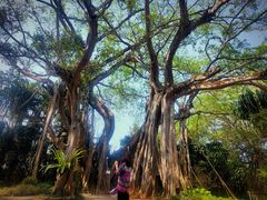 -瑞丽独树成林风景区