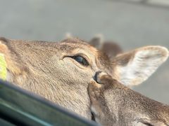 -常州淹城野生动物世界