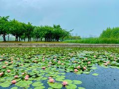 -尚贤河湿地