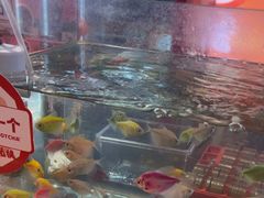 -可爱抓 COCO  GOTCHA(天津鹏欣水游城店)