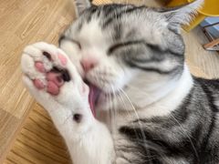-有喵·猫咖·狗咖·30几只猫10只小狗(岗厦店)