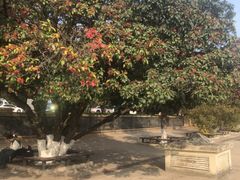 -武汉大学-樱园