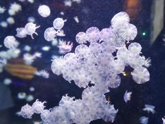 -太平洋海底世界