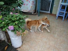 -喜柴咖啡·柴犬狗咖