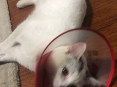 -美联众合动物医院·24h转诊中心