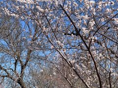 -桃花堤公园