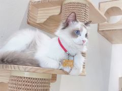 -藏猫猫咖啡主题馆(中央大道店)