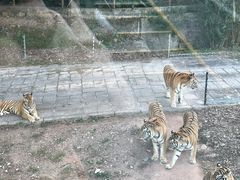 -深圳野生动物园