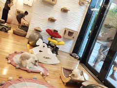 -momokira米努特·德文卷毛猫·棉花面纱犬