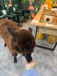 -神奇动物撸宠馆·羊驼·小浣熊·异宠(豫园店)