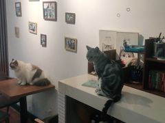 -猫爪屋猫咖(乐汇城店)